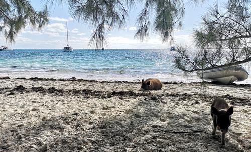 Swimming pigs on the beach at No Name Cay, with a catamaran in the background