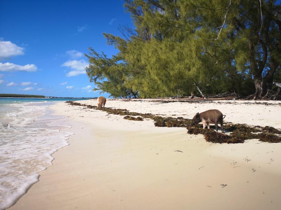 Swimming pigs on a beach beneath casuarina trees